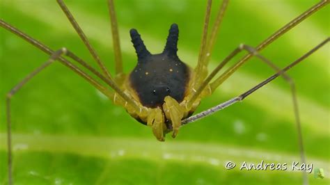 bunny harvestman|Bunny Harvestman Spider facts